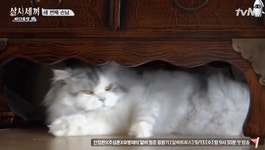 메이플스토리 인벤 : 쿵이 몽이 보구가 - 메이플스토리 인벤 자유게시판 (구)