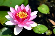 웹진 인벤 : 수련이 벌써 올라오네.. - 오픈이슈갤러리 수련이 벌써 올라오네..