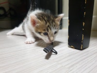 고양이 일기글 14 | 웹진 인벤 - 인벤 고양이 일기글 14 | 웹진 인벤