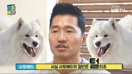 파이널판타지14 인벤 : 오늘은 사모예드에 대해서 알아봐요 - 파이널판타지14 인벤 자유게시판