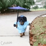 메이플스토리 인벤 : 비오는날 정화짤.gif - 메이플스토리 인벤 자유게시판 (구) 비오는날 정화짤.gif