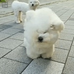 메이플스토리 인벤 : 바람에 맞서는강아지.gif - 메이플스토리 인벤 자유게시판 (구) 바람에 맞서는강아지.gif