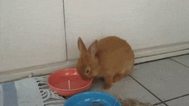 웹진 인벤 : 토끼가 잠드는데 걸리는 시간 - 오픈이슈갤러리 토끼가 잠드는데 걸리는 시간