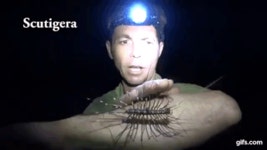 웹진 인벤 : (★극혐★) 일본 그리마 - 오픈이슈갤러리 (★극혐★) 일본 그리마