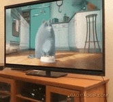 메이플스토리 인벤 : 귀여운 동물 움짤 몇 개 gifs - 메이플스토리 인벤 자유게시판 (구) 귀여운 동물 움짤 몇 개 gifs