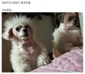 메이플스토리 인벤 : 강아지 넘사벽 미용컷.jpg - 메이플스토리 인벤 자유게시판 (구) 강아지 넘사벽 미용컷.jpg