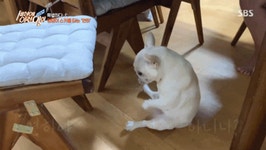 웹진 인벤 : 빙글 빙글 하루종일 도는 댕댕이 - 오픈이슈갤러리 빙글 빙글 하루종일 도는 댕댕이