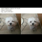 메이플스토리 인벤 : 매일 하는 강아지의 아침인사.jpg - 메이플스토리 인벤 자유게시판 (구) 매일 하는 강아지의 아침인사.jpg