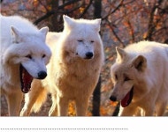 로스트아크 인벤 : 다음주면 벨가돈지 한달되는데 - 로스트아크 인벤 자유 게시판