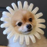 메이플스토리 인벤 : 우리집 사자 - 메이플스토리 인벤 자유게시판 (구)