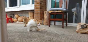 메이플스토리 인벤 : 재업)댕댕+냥냥짤 투척 - 메이플스토리 인벤 자유게시판