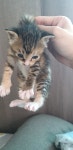 오버워치 인벤 : 고양이 인형 말리는 중 - 오버워치 인벤 자유게시판