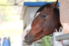 메이플스토리 인벤 : 단풍사진이랑 목장사진 - 메이플스토리 인벤 자유게시판