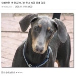 FC 온라인 인벤 : 귀 안자른 도배르만.jpg - FC 온라인 인벤 자유게시판 귀 안자른 도배르만.jpg