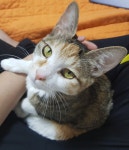 메이플스토리 인벤 : 우리 고양이 - 메이플스토리 인벤 자유게시판