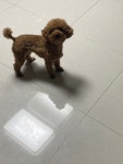 메이플스토리 인벤 : 개 - 메이플스토리 인벤 자유게시판