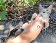 메이플스토리 인벤 : 새끼냥이들(243/54/7768) - 메이플스토리 인벤 자유게시판