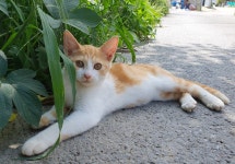 메이플스토리 인벤 : 새끼냥이들(243/54/7768) - 메이플스토리 인벤 자유게시판