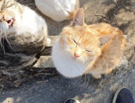 메이플스토리 인벤 : 새끼냥이들(243/54/7768) - 메이플스토리 인벤 자유게시판