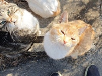 메이플스토리 인벤 : 새끼냥이들(243/54/7768) - 메이플스토리 인벤 자유게시판