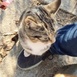 메이플스토리 인벤 : 새끼냥이들(243/54/7768) - 메이플스토리 인벤 자유게시판