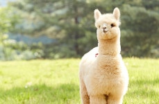 로스트아크 인벤 : 참크리! - 로스트아크 인벤 자유 게시판