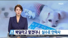 고전)동물병원의 실수로 안락사 당한 반려견 별이 - 오픈이슈갤러리 - 인벤 고전)동물병원의 실수로 안락사 당한 반려견 별이 - 오픈이슈갤러리