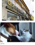 메이플스토리 인벤 : 야옹아 멍멍해봐.jpg - 메이플스토리 인벤 자유게시판 (구) 야옹아 멍멍해봐.jpg