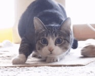 메이플스토리 인벤 : 자기전에 고양이.gif - 메이플스토리 인벤 자유게시판 (구) 자기전에 고양이.gif