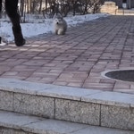 메이플스토리 인벤 : 시베리안 뚱스키 꿍해쪄.gif - 메이플스토리 인벤 자유게시판 (구)