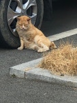 오버워치 인벤 : 오늘 아는 지인 집앞... 아픈 냥이 발견 - 오버워치 인벤 자유게시판