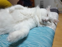 로스트아크 인벤 : 안 올렸던 냥이 사진들도 올려봄 - 로스트아크 인벤 자유 게시판