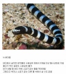 웹진 인벤 : 이상하게 진화된 동물 - 오픈이슈갤러리 이상하게 진화된 동물