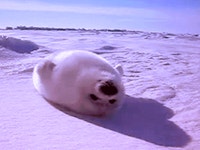 메이플스토리 인벤 : 메벤러vs세글자 누가 더 잘생겼는가?.jpg - 메이플스토리 인벤 자유게시판 (구) 메벤러vs세글자 누가 더 잘생겼는가?.jpg