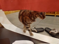 로스트아크 인벤 : 고양이 너무 귀여워 - 로스트아크 인벤 자유 게시판