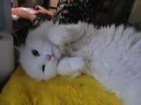 로스트아크 인벤 : ㄱㅇㅇ! 마격부탁해! - 로스트아크 인벤 자유 게시판