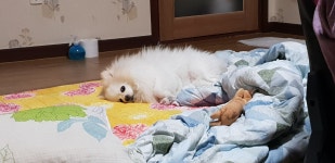 로스트아크 인벤 : 왜 다들 냥컷만잇음 댕컷도 봐죠요ㅠ - 로스트아크 인벤 자유 게시판