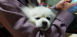 로스트아크 인벤 : 왜 다들 냥컷만잇음 댕컷도 봐죠요ㅠ - 로스트아크 인벤 자유 게시판