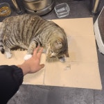 로스트아크 인벤 : 치킨집 왔는대 냥냥이 있음 - 로스트아크 인벤 자유 게시판