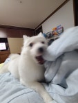 메이플스토리 인벤 : 저희집 멍뭉이가 날라다니는것만 보면 먹을려하는데 다른집 멍뭉이도 그러나요?? - 메이플스토리 인벤 자유게시판