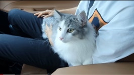 메이플스토리 인벤 : 고양이 유튭 밀키복이탄이 알음? - 메이플스토리 인벤 자유게시판 (구) 고양이 유튭 밀키복이탄이 알음?