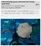 메이플스토리 인벤 : 아쿠아리움 수족관 안 유리 청소하는 방법 - 메이플스토리 인벤 자유게시판 (구) 아쿠아리움 수족관 안 유리 청소하는 방법
