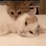 메이플스토리 인벤 : 쫑긋냥이 .gif - 메이플스토리 인벤 자유게시판 (구) 쫑긋냥이 .gif