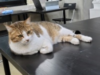 파이널판타지14 인벤 : 고양이가 안올라간다 쿠뽀 - 파이널판타지14 인벤 자유게시판