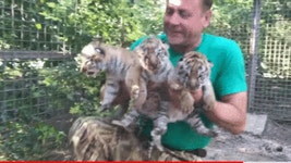 메이플스토리 인벤 : 러시아 맹수의 세계...gif - 메이플스토리 인벤 자유게시판 (구) 러시아 맹수의 세계...gif