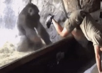 메이플스토리 인벤 : 싱글벙글 고릴라촌 - 메이플스토리 인벤 자유게시판 (구) 싱글벙글 고릴라촌