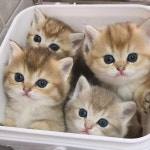 리그오브레전드 인벤 : 얘네는 결국 머가하고싶었던거지...? - LoL 탑 게시판 얘네는 결국 머가하고싶었던거지...?