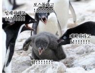 메이플스토리 인벤 : 부주로 현금거래하면 위반임? - 메이플스토리 인벤 자유게시판 (구) 부주로 현금거래하면 위반임?