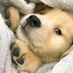 오버워치 인벤 : 멍뭉이 조아 - 오버워치 인벤 자유게시판