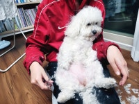 메이플스토리 인벤 : 미용한다고 삐진 우리집 멍뭉이.jpg - 메이플스토리 인벤 자유게시판